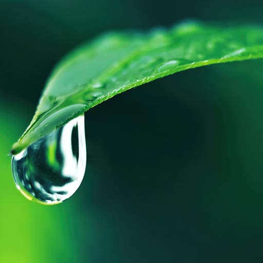 FOLIAR NUTRIENTS